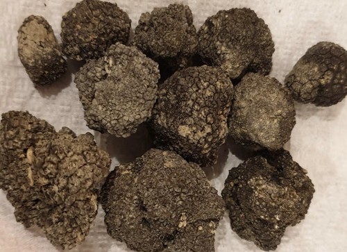 Tartufo nero estivo - tartufo,