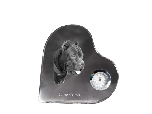 Cane corso italiano - cane,
