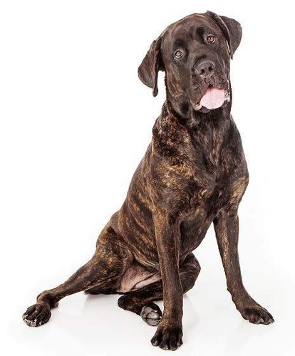 Cane corso italiano - cane,