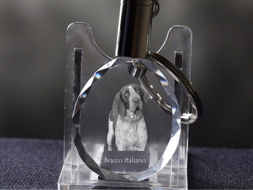 Bracco italiano cane - italiano,,