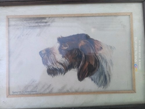 Cane caccia venatoria - da,