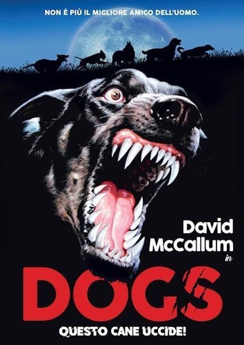 Dogs questo cane - questo,